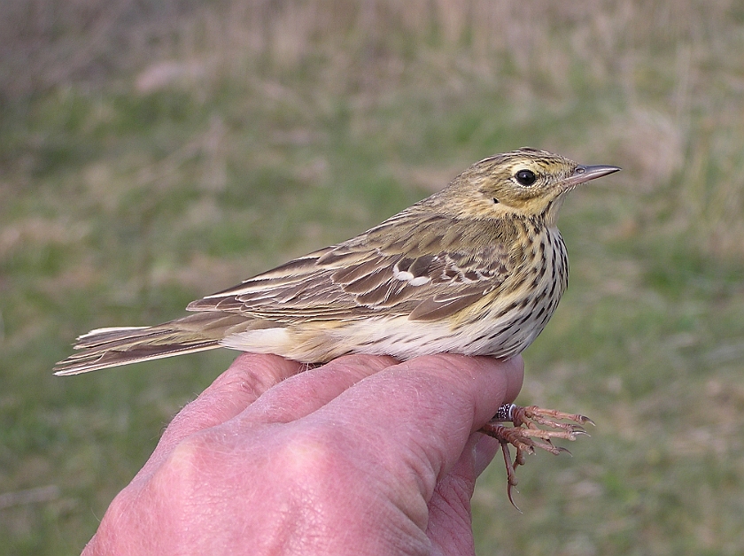 Tree Pipit, Sundre 20050509